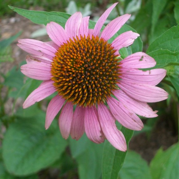 Meet your Posher, Elle - Picture 1 of 1